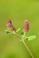 Ligurian clover; Trifolium ligusticum;