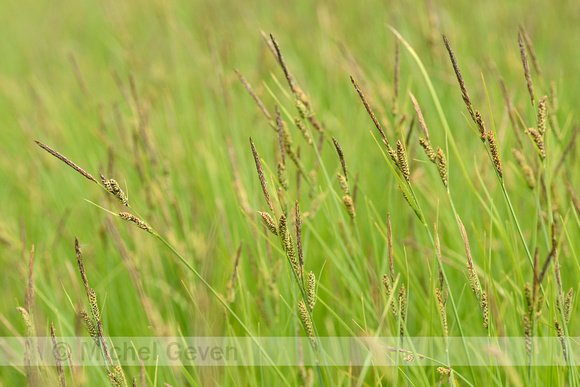 Zwarte zegge; Common sedge; Carex nigra