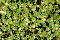 Wooly Clover; Trifolium tomentosum;