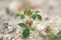 Ruwe Klaver; Rough Clover; Trifolium scabrum;