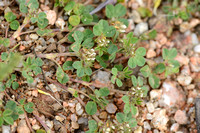 Ruwe Klaver; Rough Clover; Trifolium scabrum;