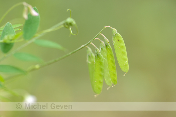 Slanke Wikke; Slender Tare; Vicia tetrasperma subsp. gracilis