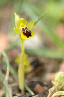Gele ophrys; Ophrys lutea subsp. Corsica