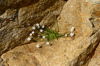 Kleine Mantelanjer; Tunicflower; Petrorhagia saxifraga;