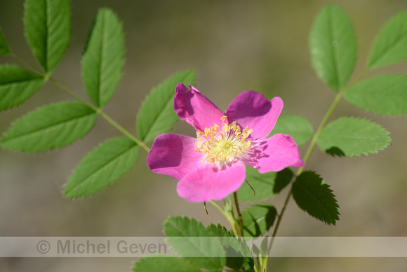 Alpenroos; Alpine Rose; Rosa pendulina;