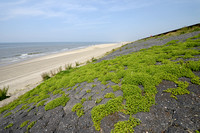 Zeepostelein; Sea Sandwort; Honckenya peploides