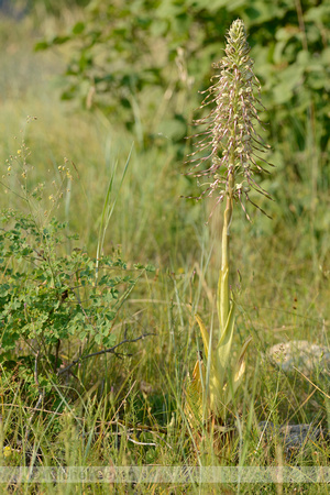 Bokkenorchis; Lizzard Orchid; Himantoglossum hircinum