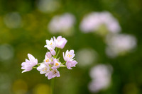 Roze Look; Rosy Garlic; Allium roseum