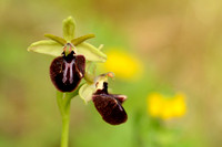 Zwarte Spinnenophrys - Ophrys incubacea