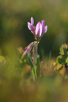 Echte alpenklaver; Alpine clover; Trifolium alpinum