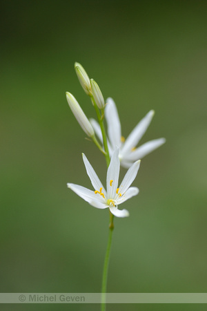 Grote Graslelie; St. BernardÕs-Lily; Anthericum liliago