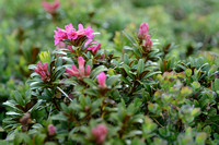 Roestkleurig alpenroosje; Alpen rose; Rhododendron ferrugineum