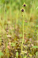 Zwarte Spinnenophrys; Ophrys incubacea