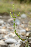Dichtbloemige kruidkers; Common pepperweed; Lepidium densiflorum