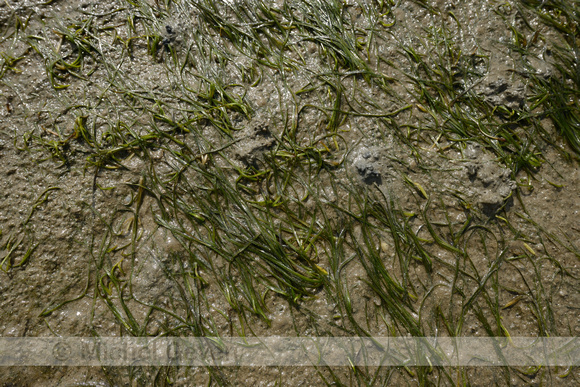 Klein zeegras; Dwarf Eelgrass; Zostera noltii