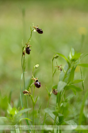 Zwarte Spinnenophrys; Ophrys incubacea