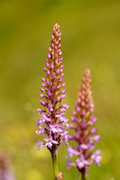 Grote Muggenorchis; Fragrant Orchid; Gymnadienia conopsea