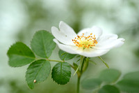 Kleinbloemige roos; Small-flowered Sweet-briar; Rosa micrantha