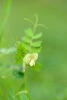 Basterdwikke - Hairy Yellow-vetch - Vicia hybrida