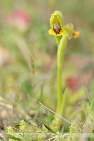 Gele ophrys; Ophrys lutea subsp. Corsica