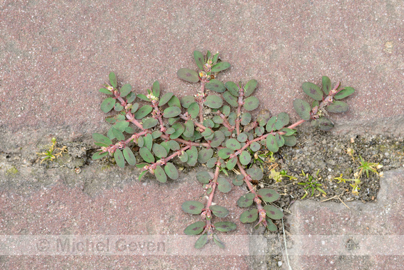 Straatwolfsmelk; Spotted Spurge; Euphorbia maculata