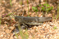 Egyptische sprinkhaan; Egyptian locust; Anacridium aegyptium