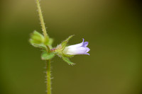Klein Klokje - Small Bellflower - Campanula erinus