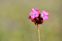 Karthuizer anjer; Clusterhead pink; Dianthus carthusianorum