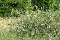 Wilde dwergmispel; Wild Cotoneaster; Cotoneaster integerrimus