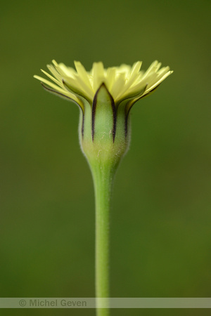Mediterranean Daisy; Urospermum dalechampii