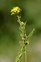 Maasraket; Jeweled Rocket; Sisymbrium austriacum subsp. chrysant