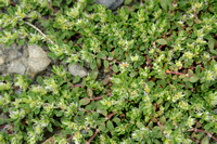Paronychia polygonifolia