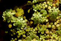 Gevleugeld Sterrenkroos - Common Water-starwort - Callitriche stagnalis
