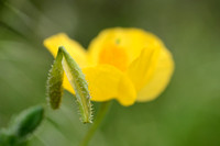 Gele Hoornpapaver; Yellow Horned Poppy; Glaucium flavum