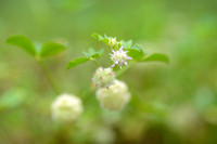 Wooly Clover; Trifolium tomentosum;