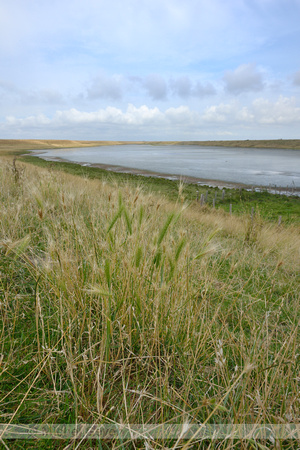 Zeegerst; Sea Barley; Hordeum marinum