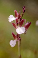 Vlinderorchis; Anacamptis papilionaceae