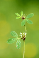 Suffocated Clover; Trifolium suffocatum;