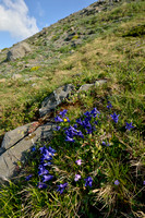 Alpengentiaan; Alpine gentian; Gentiana alpina