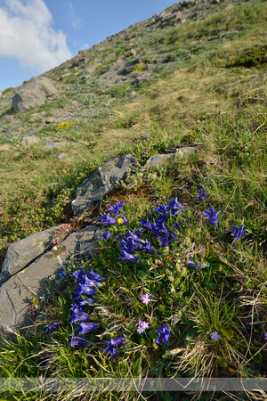 Alpengentiaan; Alpine gentian; Gentiana alpina