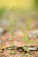 Small Bellflower; Campanula erinus