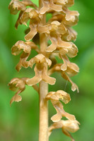 Vogelnestje; BirdÕs Nest Orchid; Neottia nidus-avis