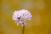 Roze Look; Rosy Garlic; Allium roseum