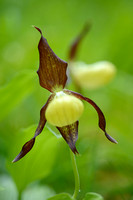 Vrouwenschoentje; Lady's-Slipper orchid; Cypripedium calceolus