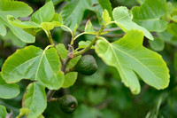 Vijg - Fig - Ficus carica