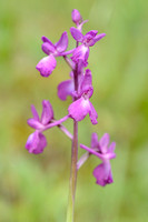 IJle moerasorchis; Marsh Orchid; Anacamptis laxiflora