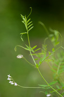 Slanke Wikke; Slender Tare; Vicia tetrasperma subsp. gracilis