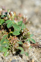 Ruwe Klaver - Rough Clover - Trifolium scabrum