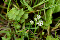 Kruipend moerasscherm - Creeping Marshwort - Apium repens
