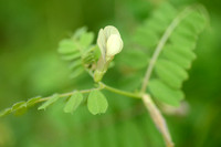 Basterdwikke; Hairy Yellow-vetch; Vicia hybrida